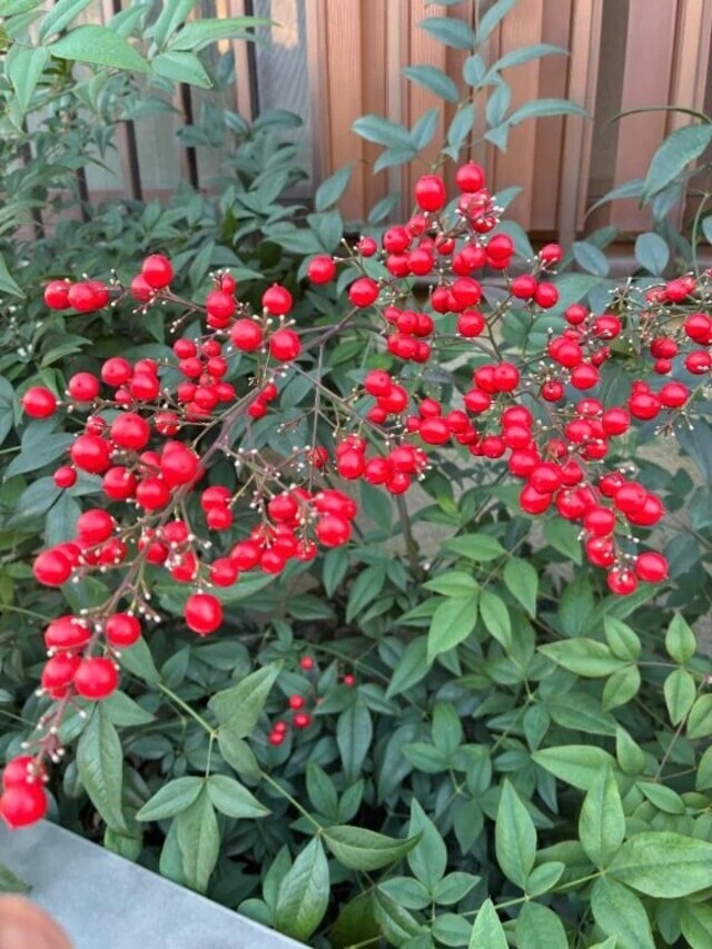 おめでとうございます