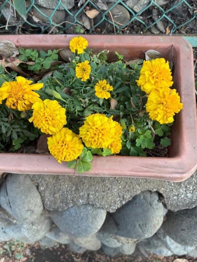 風邪｜写メ日記｜よしこ｜立川・八王子・三多摩 人妻デリヘル 熟女の風俗最終章 立川店