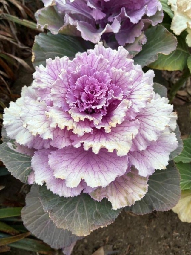 リズム｜写メ日記｜よしこ｜立川・八王子・三多摩 人妻デリヘル 熟女の風俗最終章 立川店