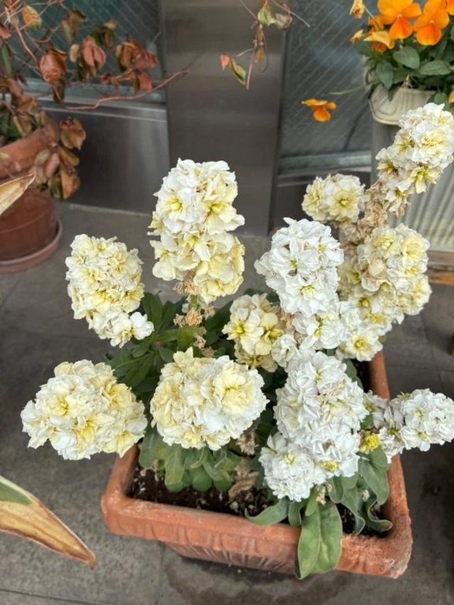 再会｜写メ日記｜よしこ｜立川・八王子・三多摩 人妻デリヘル 熟女の風俗最終章 立川店