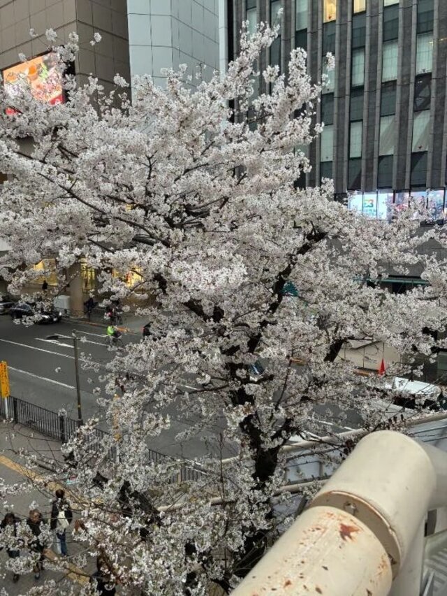 晴れ｜写メ日記｜よしこ｜立川・八王子・三多摩 人妻デリヘル 熟女の風俗最終章 立川店
