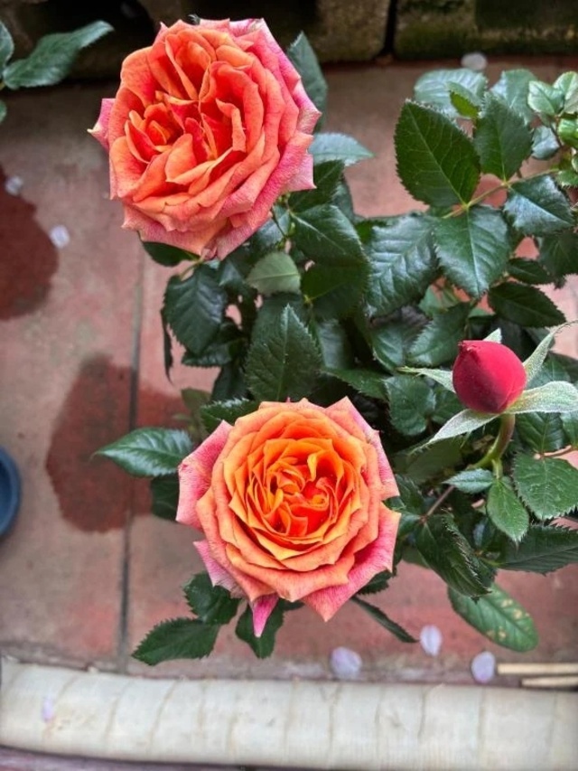 出勤｜写メ日記｜よしこ｜立川・八王子・三多摩 人妻デリヘル 熟女の風俗最終章 立川店