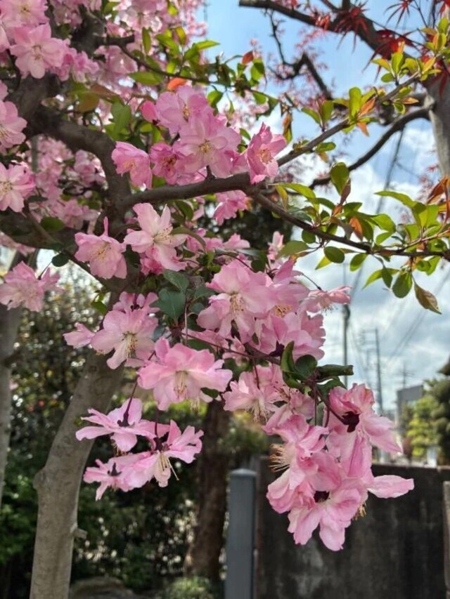 お礼｜写メ日記｜よしこ｜立川・八王子・三多摩 人妻デリヘル 熟女の風俗最終章 立川店