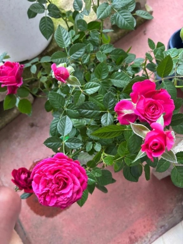 出勤｜写メ日記｜よしこ｜立川・八王子・三多摩 人妻デリヘル 熟女の風俗最終章 立川店