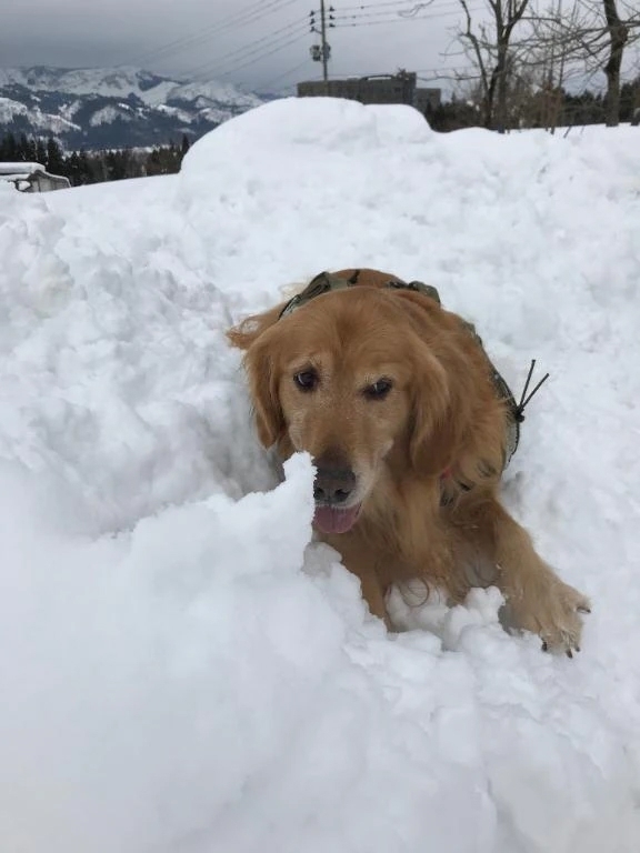 新潟に行って来ました｜写メ日記｜ちかげ｜立川・八王子・三多摩 人妻デリヘル 熟女の風俗最終章 立川店