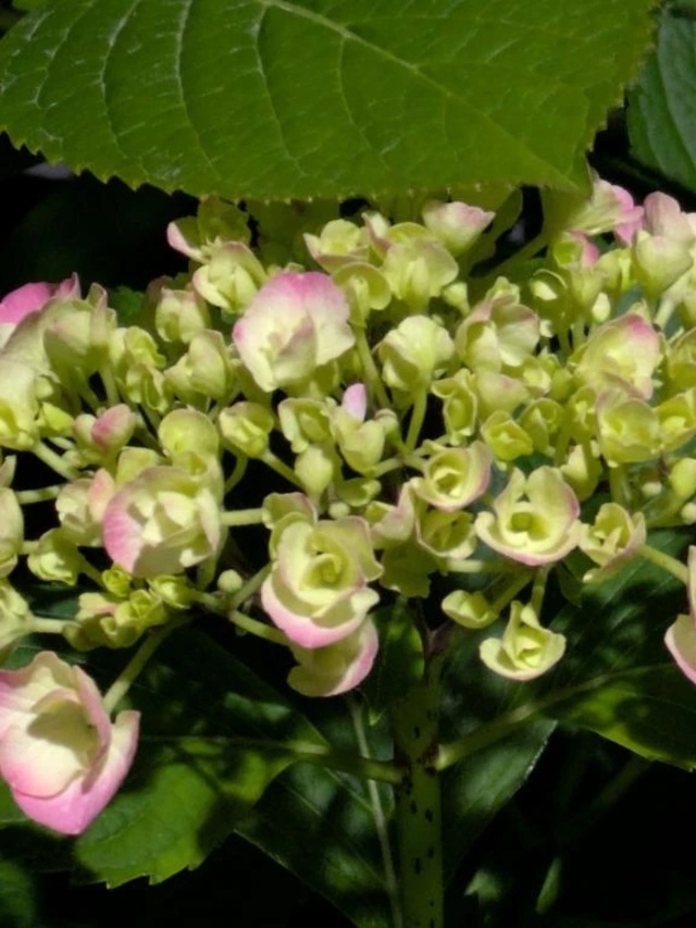 こんにちは、、、｜写メ日記｜やよい｜立川・八王子・三多摩 人妻デリヘル 熟女の風俗最終章 立川店