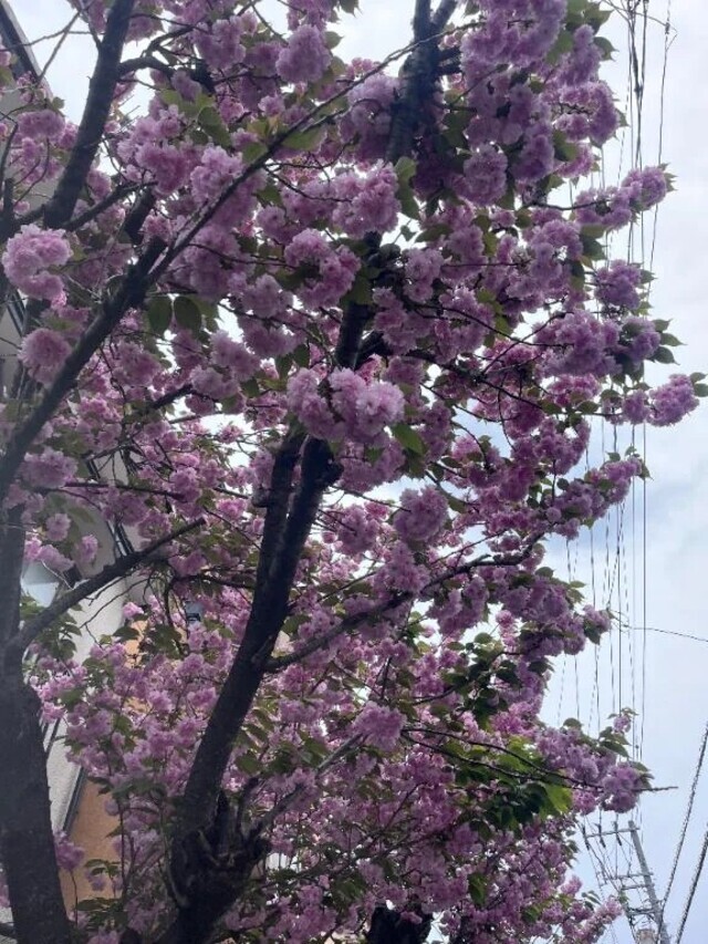 病院٩(ᐛ  )و｜写メ日記｜まつ｜立川・八王子・三多摩 人妻デリヘル 熟女の風俗最終章 立川店