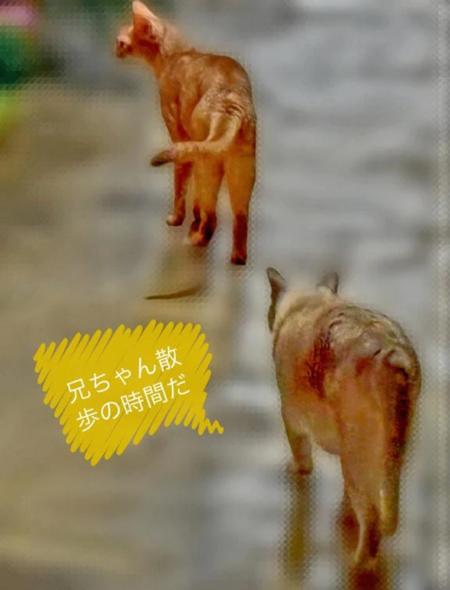 お散歩日和😻｜写メ日記｜かおり｜立川・八王子・三多摩 人妻デリヘル 熟女の風俗最終章 立川店