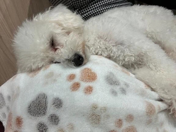 【🐶16:00~】｜写メ日記｜マオ｜池袋 一般デリヘル 池袋デリヘル倶楽部