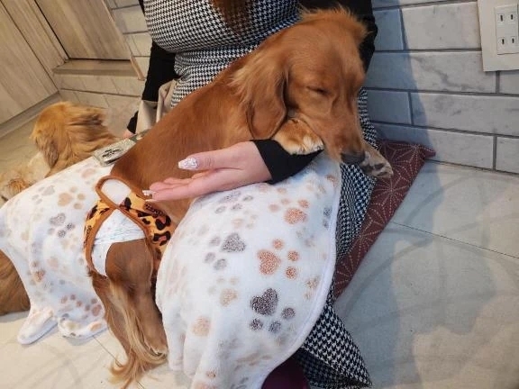 【🐶全てを❤️‍🔥❤️‍🔥❤️‍🔥】｜写メ日記｜マオ｜池袋 一般デリヘル 池袋デリヘル倶楽部