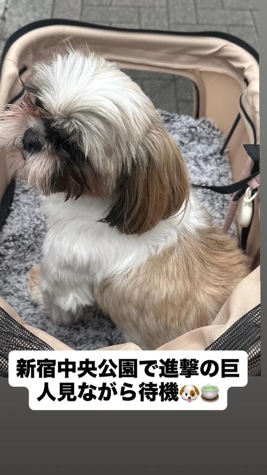 【🐶水曜日おやすみ】｜写メ日記｜マオ｜池袋 一般デリヘル 池袋デリヘル倶楽部