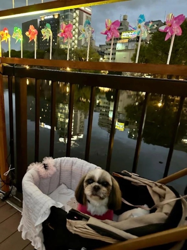 【🐶復活っ！早速❤️‍🔥】｜写メ日記｜マオ｜池袋 一般デリヘル 池袋デリヘル倶楽部