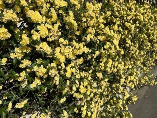 【すみません。】｜写メ日記｜マオ｜池袋 一般デリヘル 池袋デリヘル倶楽部