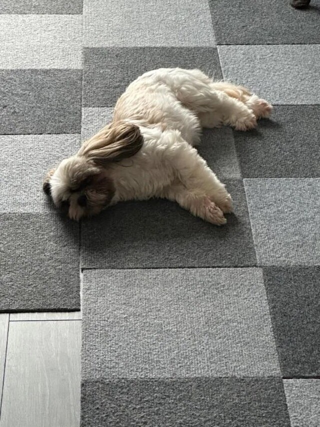 【🐶きたーっっ！】｜写メ日記｜マオ｜池袋 一般デリヘル 池袋デリヘル倶楽部