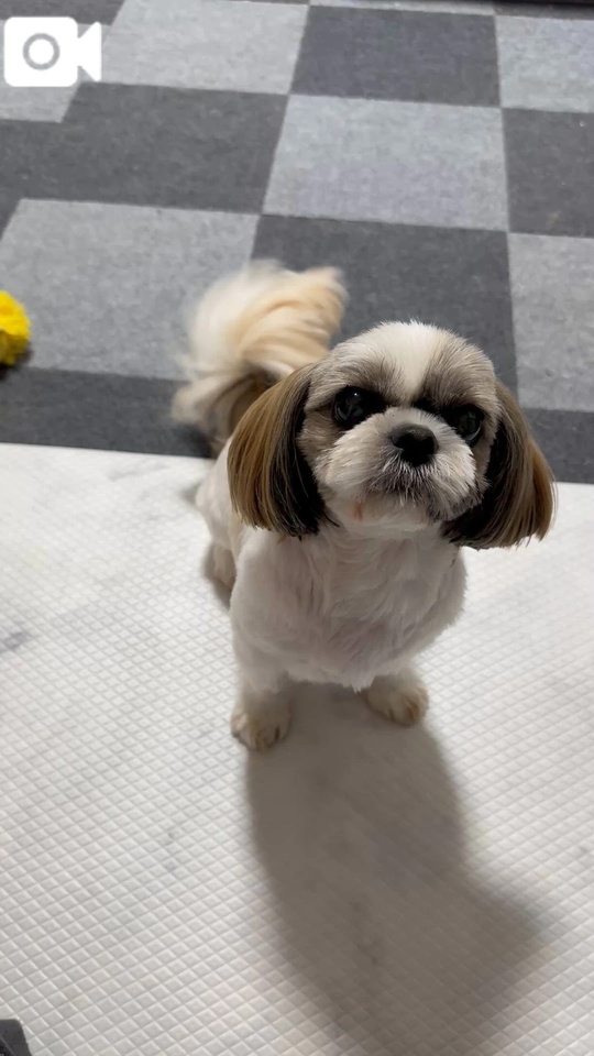 【🐶こんなはずでは🫢】｜写メ日記｜マオ｜池袋 一般デリヘル 池袋デリヘル倶楽部