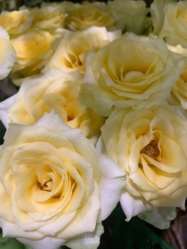 16:00から出勤します🙇‍♂️｜写メ日記｜さやか｜池袋 一般デリヘル 池袋デリヘル倶楽部