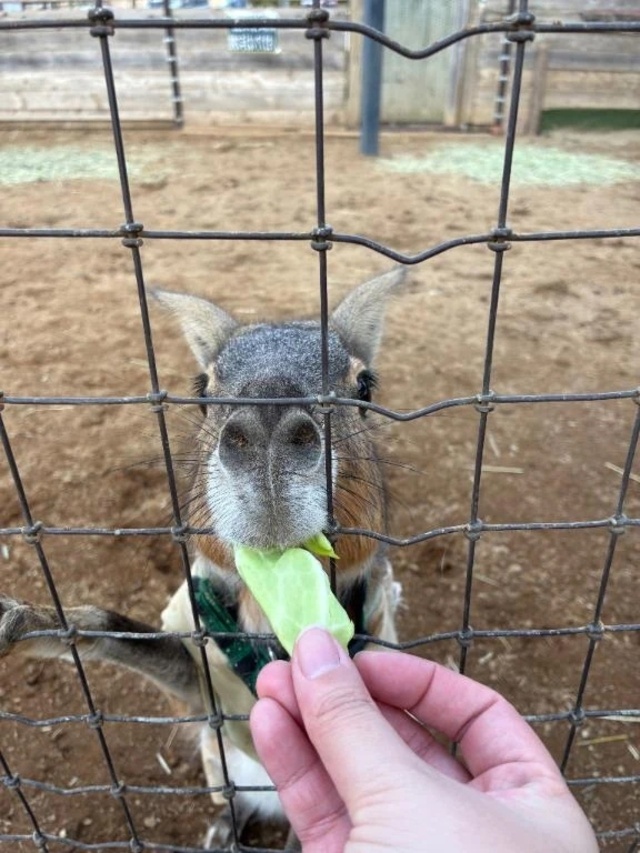 ドイツ村🐇💓｜写メ日記｜ひまり｜池袋 一般デリヘル 池袋デリヘル倶楽部