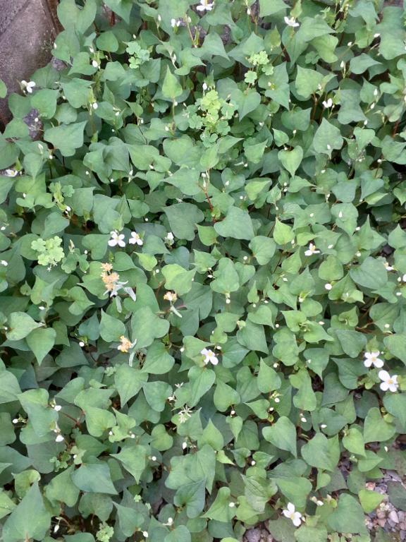 休日🌿｜写メ日記｜しずか｜品川・五反田 人妻デリヘル 丸妻五反田店
