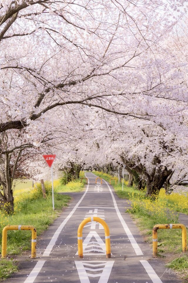 月曜日のおはようございます😃｜写メ日記｜りょう｜鶯谷 人妻デリヘル 鶯谷倶楽部 愛