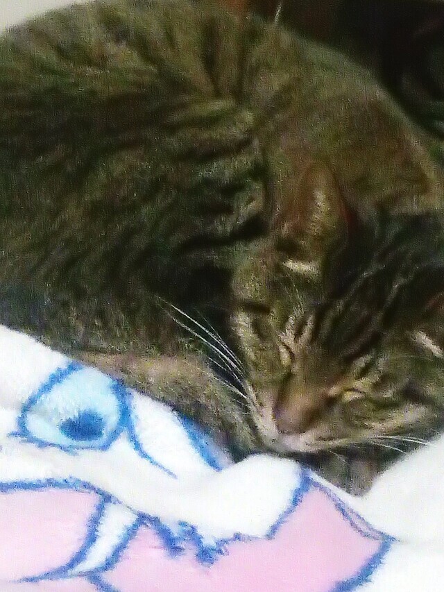 出勤予定📅｜写メ日記｜まお｜鶯谷 人妻デリヘル 鶯谷倶楽部 愛