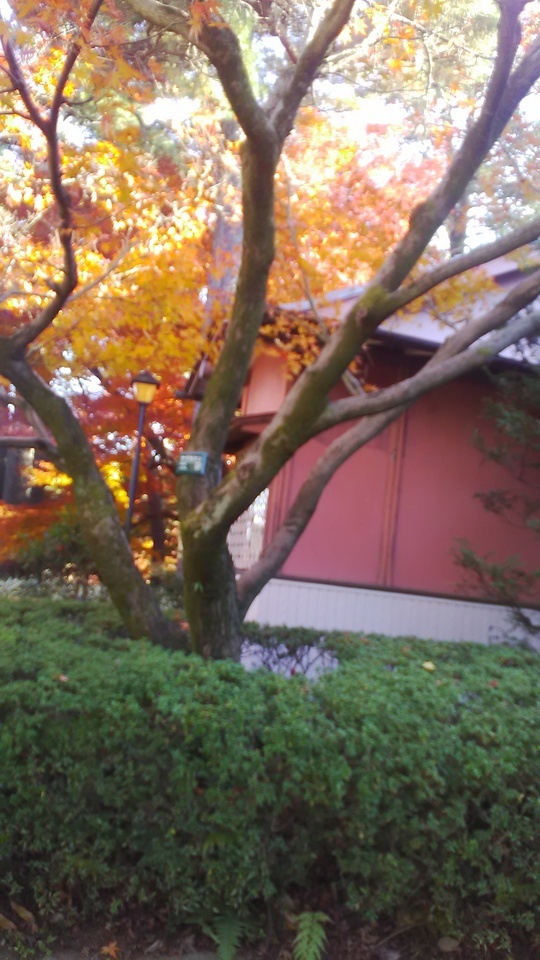 まお✨｜写メ日記｜まお｜鶯谷 人妻デリヘル 鶯谷倶楽部 愛