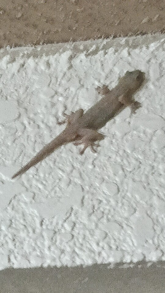 出勤中👧｜写メ日記｜まお｜鶯谷 人妻デリヘル 鶯谷倶楽部 愛