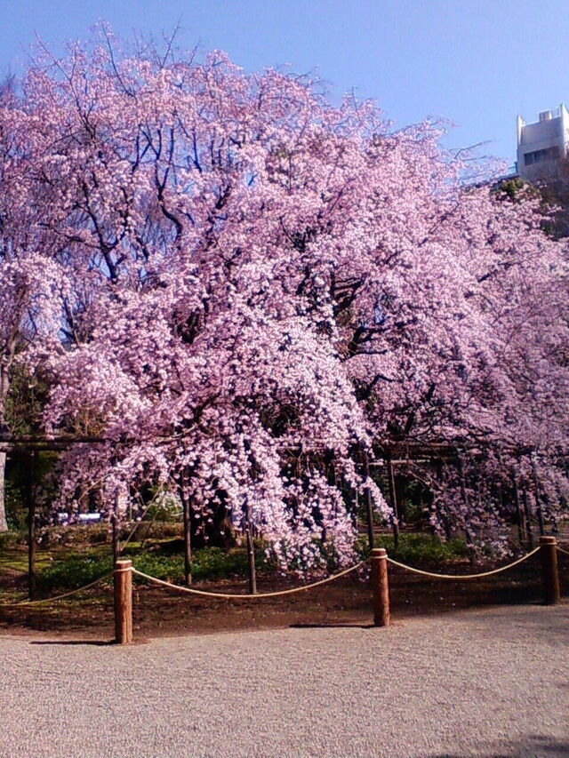 お花見日和り🌸🌸