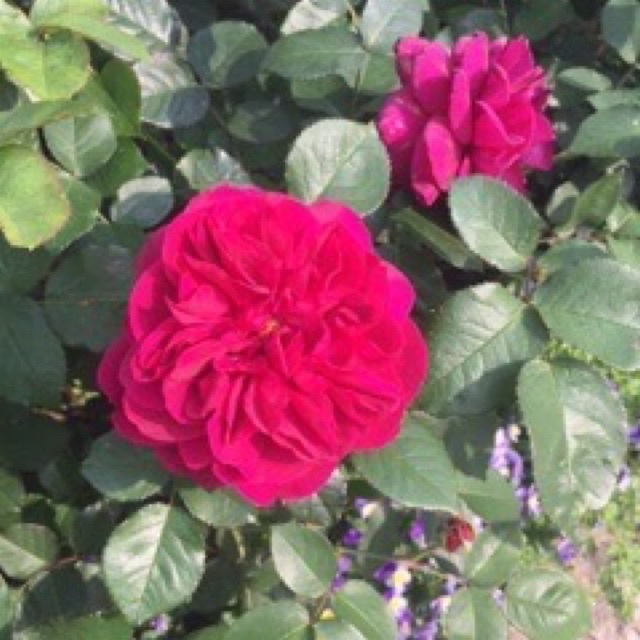 ご近所お花日記❣️｜写メ日記｜すみれ｜鶯谷 人妻デリヘル 鶯谷倶楽部 愛