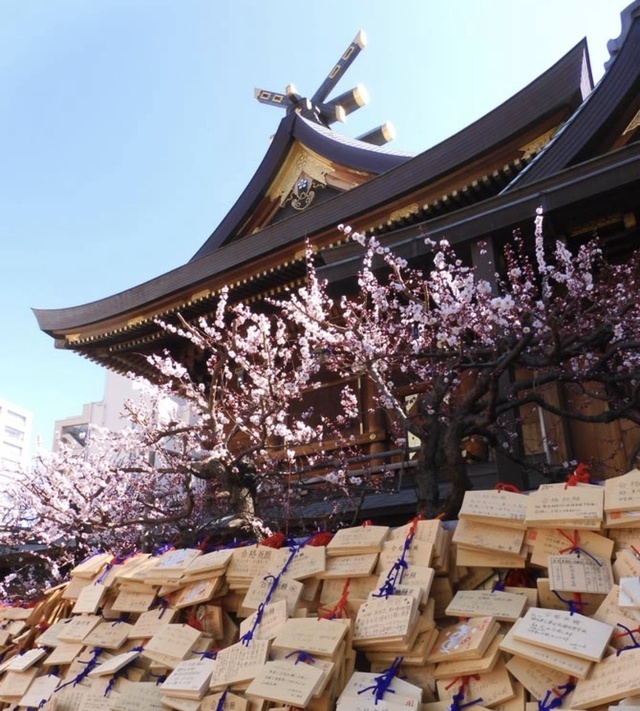 🌸湯島天神 梅まつり🌸｜写メ日記｜すみれ｜鶯谷 人妻デリヘル 鶯谷倶楽部 愛