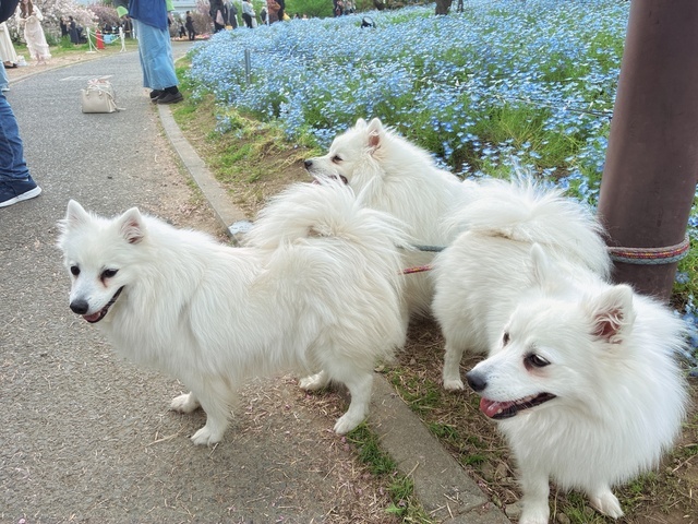 🌿心がほっとする出逢い｜写メ日記｜すみれ｜鶯谷 人妻デリヘル 鶯谷倶楽部 愛
