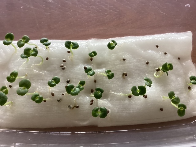 芽🌱が出た〜😳｜写メ日記｜あきら｜鶯谷 人妻デリヘル 鶯谷倶楽部 愛