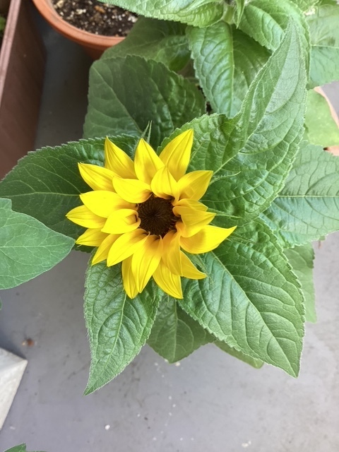 咲いたよ〜🌻｜写メ日記｜あきら｜鶯谷 人妻デリヘル 鶯谷倶楽部 愛