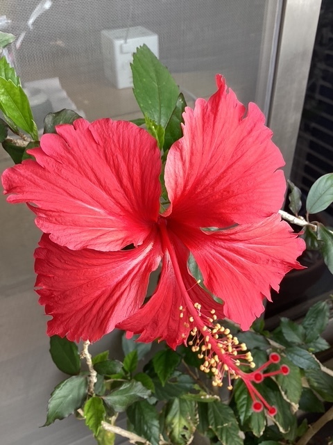 今年も咲きました🌺｜写メ日記｜あきら｜鶯谷 人妻デリヘル 鶯谷倶楽部 愛