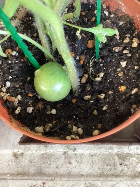 トマト🍅落ちてる😫💦｜写メ日記｜あきら｜鶯谷 人妻デリヘル 鶯谷倶楽部 愛