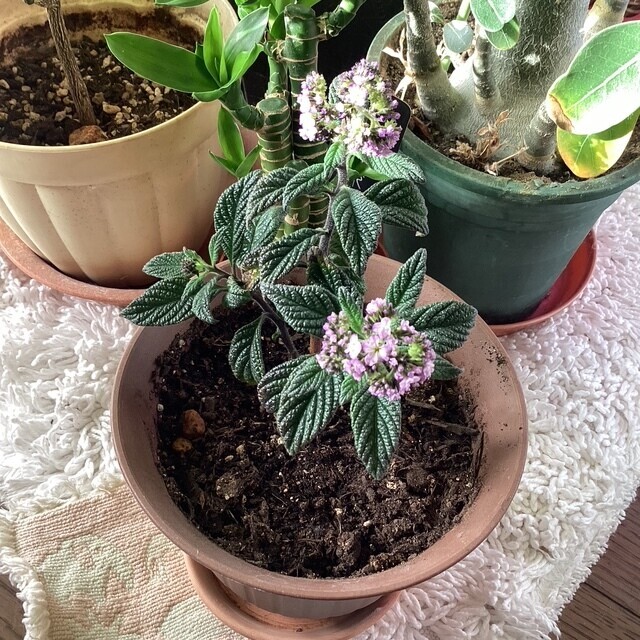 ヘリオトープ(香水の木🌲)｜写メ日記｜あきら｜鶯谷 人妻デリヘル 鶯谷倶楽部 愛