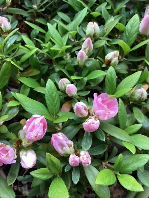 もぅすぐ満開🌸｜写メ日記｜あきら｜鶯谷 人妻デリヘル 鶯谷倶楽部 愛