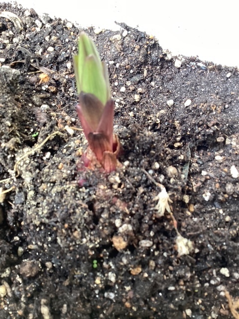 芽が出た🌱カサブランカ｜写メ日記｜あきら｜鶯谷 人妻デリヘル 鶯谷倶楽部 愛