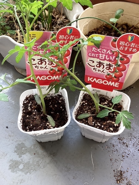 おはようございます😃。｜写メ日記｜あきら｜鶯谷 人妻デリヘル 鶯谷倶楽部 愛