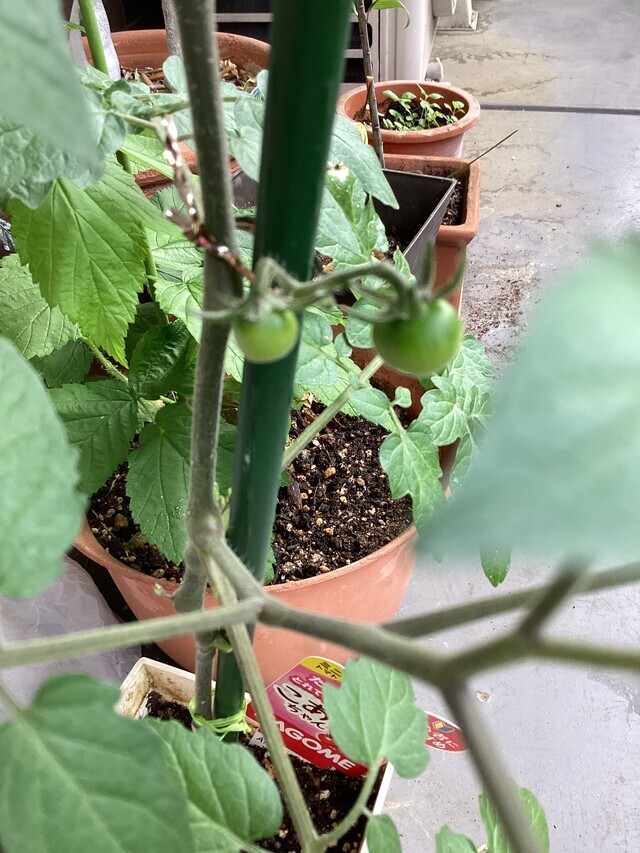 トマト🍅｜写メ日記｜あきら｜鶯谷 人妻デリヘル 鶯谷倶楽部 愛