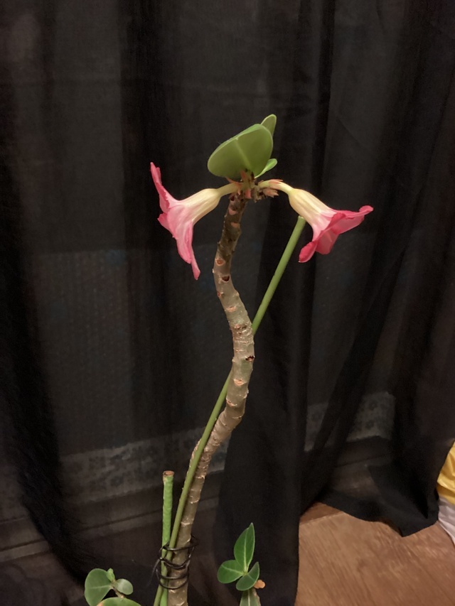 アデニウム…砂漠のバラ🌹