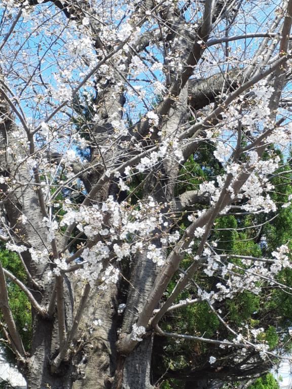 桜が｜写メ日記｜ぱいん｜鶯谷 ぽっちゃりデリヘル ぽっちゃりデリヘル倶楽部