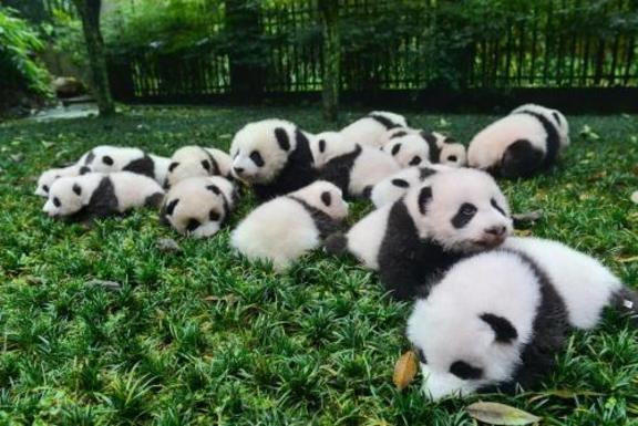 🐼ごめんなさい🐼