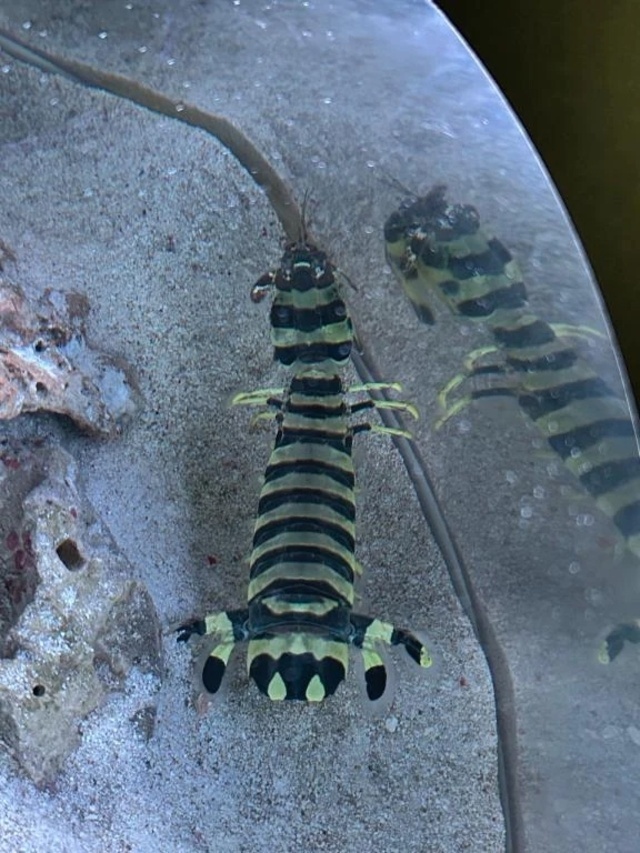 次回水曜日ﾎﾏ(ง ˘ω˘ )วﾎﾏ💕｜写メ日記｜えれな｜鶯谷 ぽっちゃりデリヘル ぽっちゃりデリヘル倶楽部