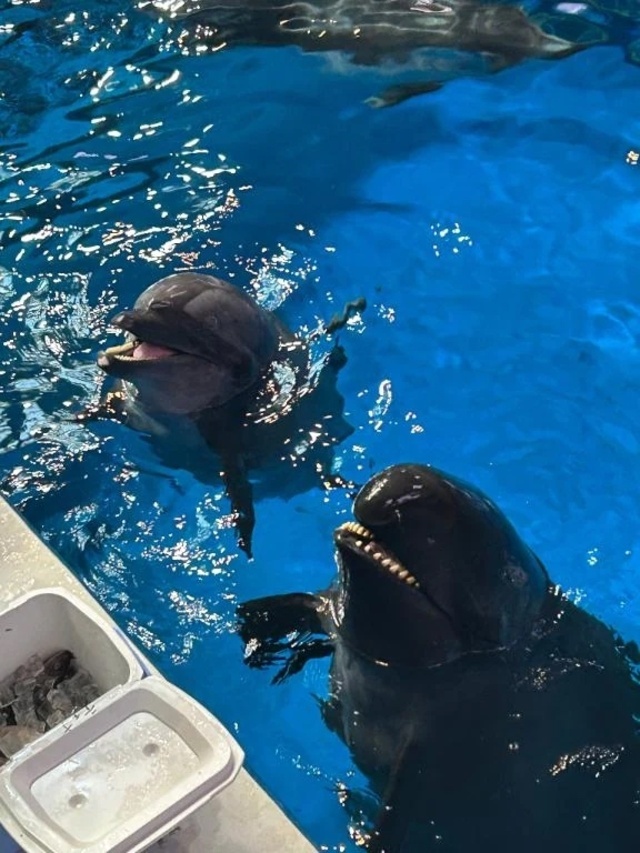 ( ඉ́  ̫ ඉ̀ )｜写メ日記｜えれな｜鶯谷 ぽっちゃりデリヘル ぽっちゃりデリヘル倶楽部