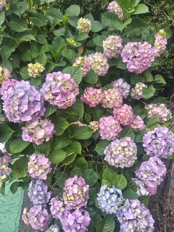 お久しぶりです｜写メ日記｜あずみ｜鶯谷 ぽっちゃりデリヘル ぽっちゃりデリヘル倶楽部