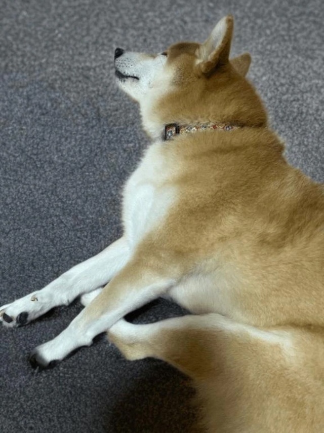 もふが寝てる｜写メ日記｜ことの｜鶯谷 ぽっちゃりデリヘル ぽっちゃりデリヘル倶楽部