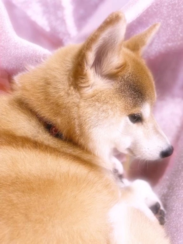 飼い主寝てたの…