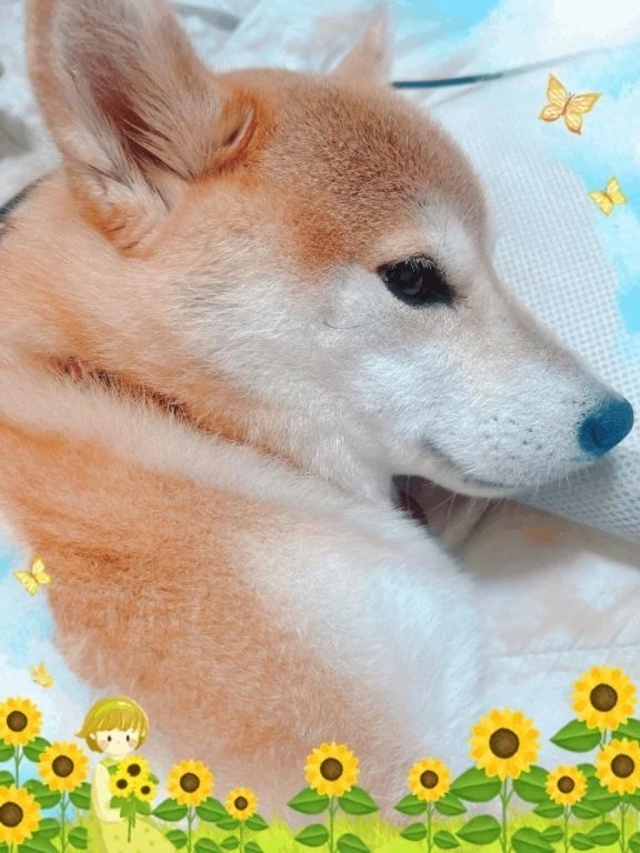 柴子日誌📖 ́͏̖-｜写メ日記｜ことの｜鶯谷 ぽっちゃりデリヘル ぽっちゃりデリヘル倶楽部