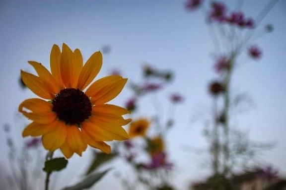 ゲンキいっぱい🌻｜写メ日記｜ことの｜鶯谷 ぽっちゃりデリヘル ぽっちゃりデリヘル倶楽部