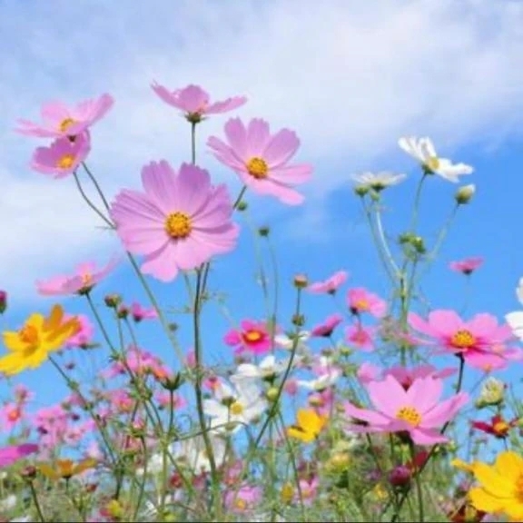 初めまして♡｜写メ日記｜すずな｜鶯谷 ぽっちゃりデリヘル ぽっちゃりデリヘル倶楽部